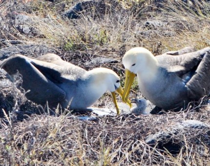 An Albatross Family