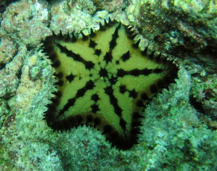 Chocolate Chip Starfish in Galapagos