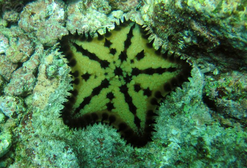 Chocolate Chip Starfish in Galapagos