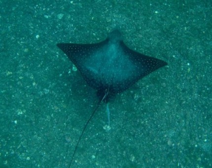 Eagle Spotted Ray