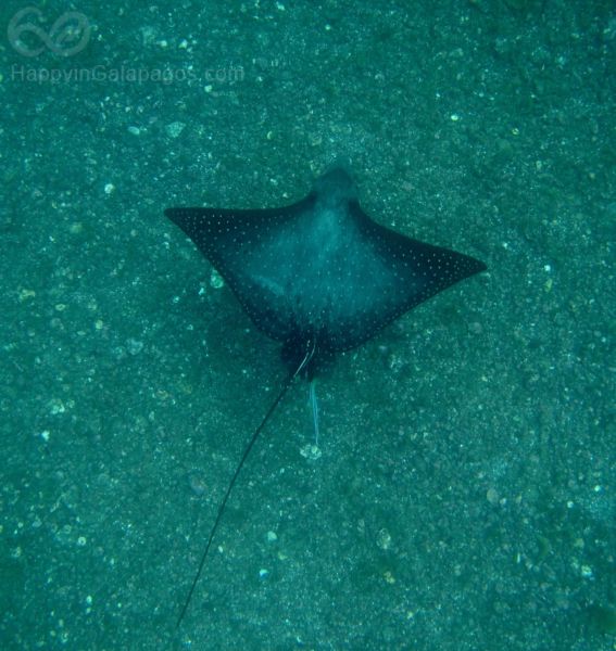 Eagle Spotted Ray