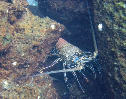 Lobster in Galapagos