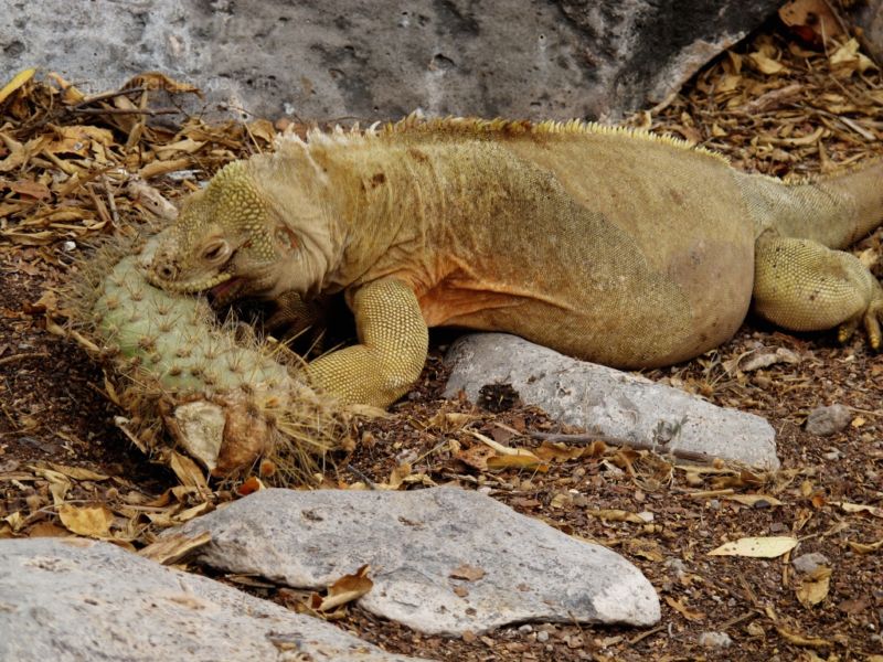 A Galapagos land iguana eating in Santa Fe Island