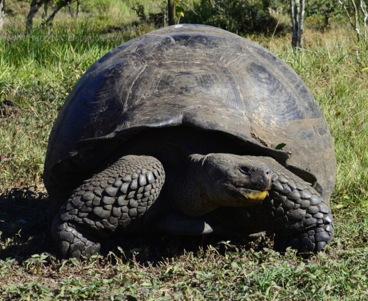 Galapagos is the home of the largest tortoises in the world
