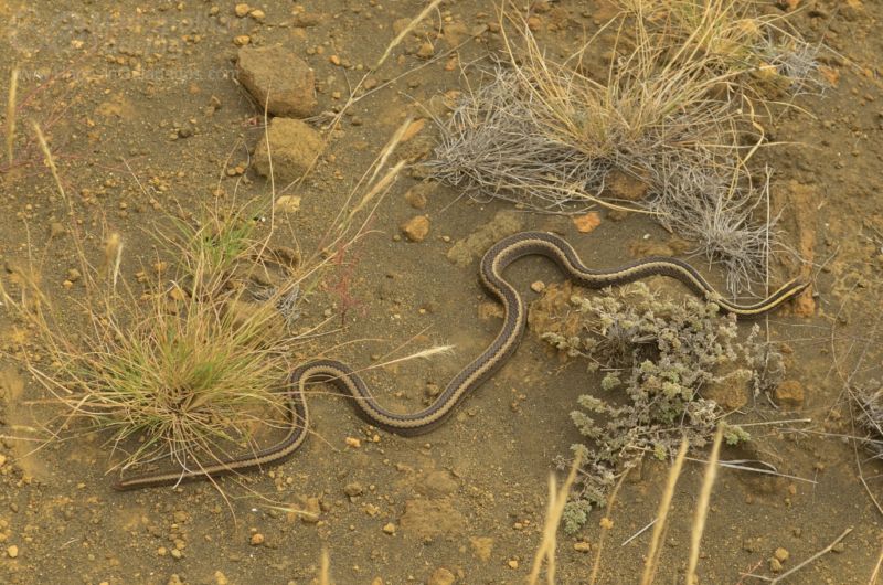 Snake in Puerto Egas Island