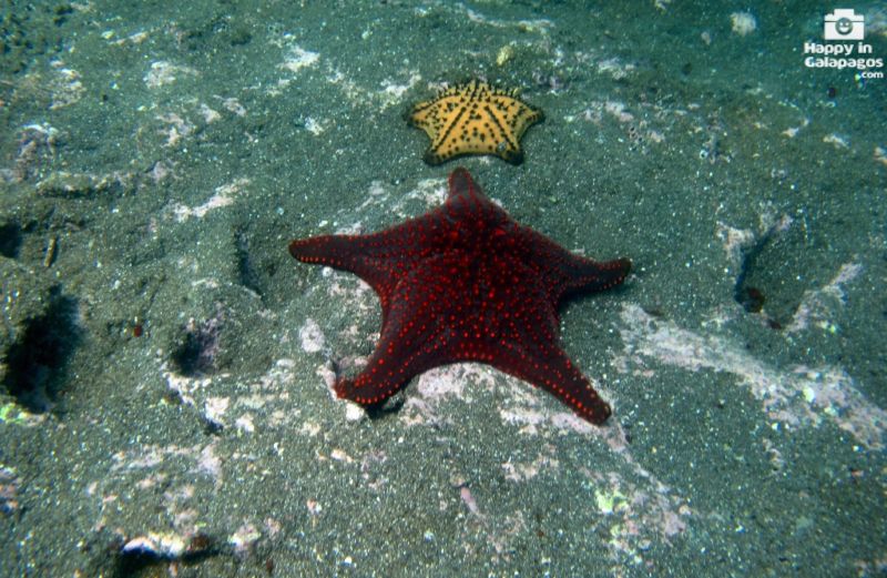 Starfishes in Urbina Bay