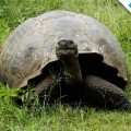 Galapagos Photo A galapagos tortoise grazing on the grass