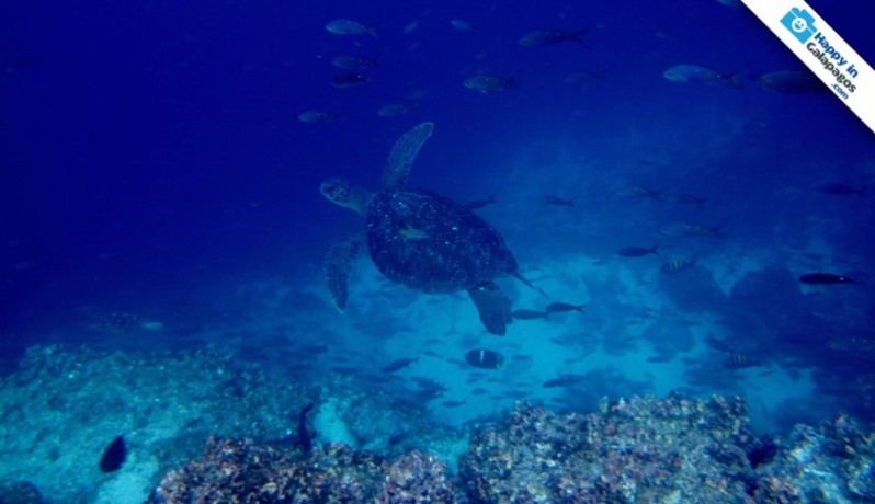 Galapagos Photo A marine turtle swimming in Champion Islet