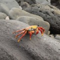 Galapagos Photo An amazing sally lightfoot crab in Española Island