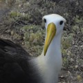 A waved albatross in Punta Suarez