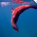 Galapagos Photo A wonderful sea lion playing in Buccaneer Cove