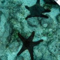 Galapagos Photo Amazing starfishes in Genovesa Island of Galapagos