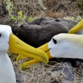 An amazing group of albatross in Galapagos Islands