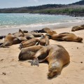Galapagos Photo An awesome colony of sea lions