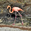 Galapagos Photo An awesome flamingo in the Enchanted Islands