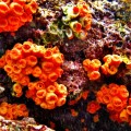 Galapagos Photo Come and discover the amazing anemones in Galapagos