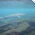 Discover an amazing shark in the Galapagos Islands