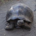 Giant tortoise in Urbina Bay
