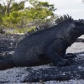 A incredible marine iguana in Punta Espinoza
