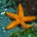 Orange starfish in Galapagos Islands