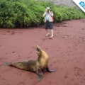 Photographing a sea lion in Rabida Island
