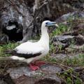 A red-footed boobie in Genovesa Island