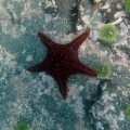 Red starfish in Urbina Bay