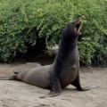 Sea lion in Santa Fe Island