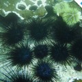 Incredibles sea urchins in Tagus Cove