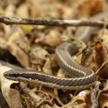 An incredible snake in Española Island