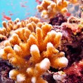 The amazing underwater world of Galapagos