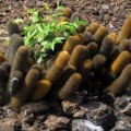Galapagos Photo The smaller species of cactus in Galapagos