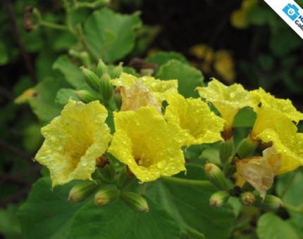 Galapagos Photo A beautiful yellow flower in Urbina Bay