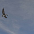 A brown pelican flying in Puerto Egas
