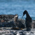 A couple of flightless cormorant in Galapagos