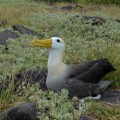 Galapagos Photo A fantastic albatross in the Enchanted Islands