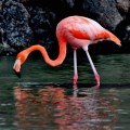 A wonderful flamingo in the Galapagos Islands