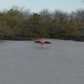 A flamingo ready to fly in Las Bachas Beach