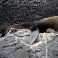 Galapagos Photo A Galapagos fur sea lion in Genovesa Island