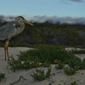 A great blue heron in Las Bachas Beach