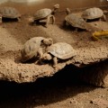 Galapagos Photo A group of baby giant tortoises in Santa Cruz Island