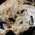 Galapagos Photo A group of wonderful penguins in Galapagos