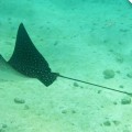Galapagos Photo A really amazing spotted eagle ray in Galapagos