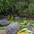 Galapagos Photo A really big group of giant tortoises in Galapagos