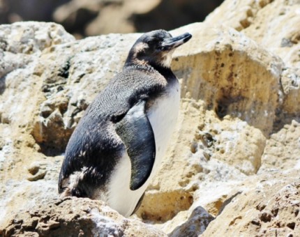Galapagos Photo A really wonderful Galapagos penguin