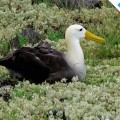 Galapagos Photo A wonderful albatross in the Galapagos Islands