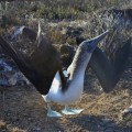Galapagos Photo A wonderful blue-footed booby in Baltra Island