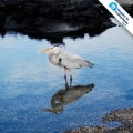 Galapagos Photo A wonderful blue heron in Fernandina Island