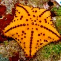 Galapagos Photo A wonderful chocolate chip starfish in Galapagos