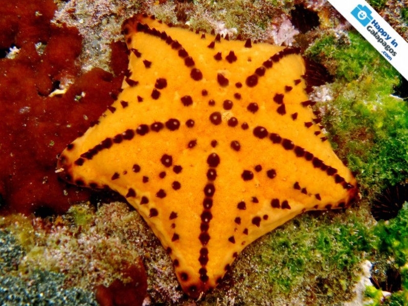 Galapagos Photo A wonderful chocolate chip starfish in Galapagos